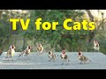 Cat TV 4K : Birds for Cats Bedlam