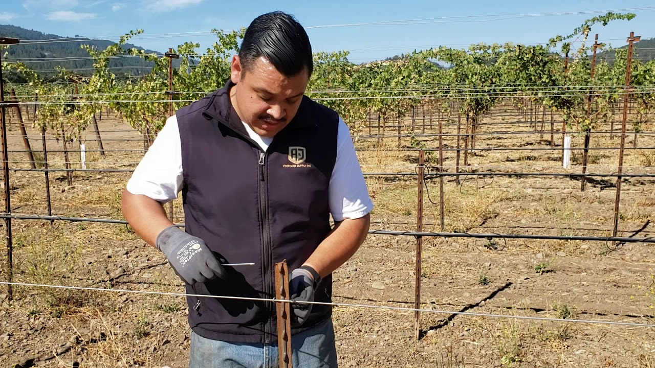 How to install a T-Post Clips in a vineyard