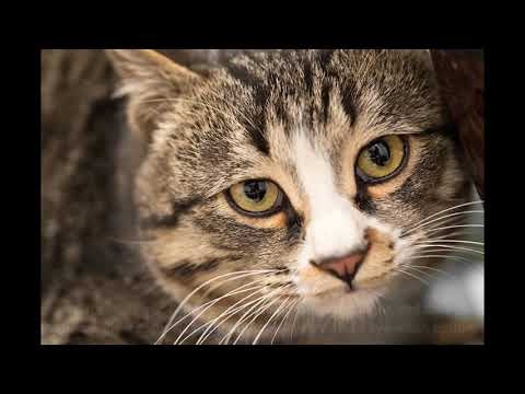 Basic Principles of Cats: An Emergency Eye Disease