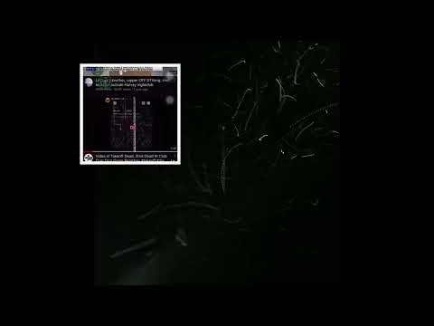 Takeoff Gangster lov 3