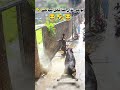 Bull Ne Sab Ki Band Baja Di Funny Viralvideo Cow Foryou Funnyvideo Shorts Viral