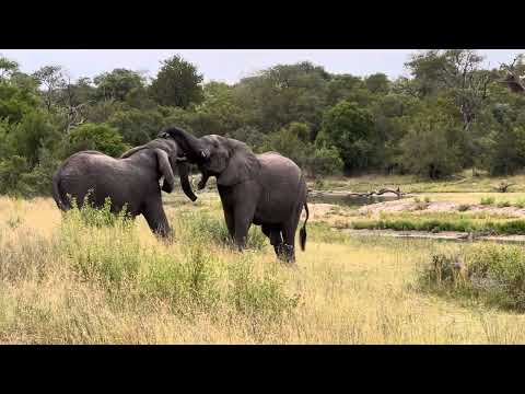 Elephant bulls sparring in Sabi Sands Game Reserve #safarilife  #Kates_Travels