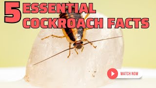 5 Essential CockRoach Facts (Roaches 101) (VARIOUS ROACH SPECIES APPEAR IN THE VIDEO)