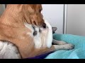 Dog Smothers Cat With Kisses 1360804