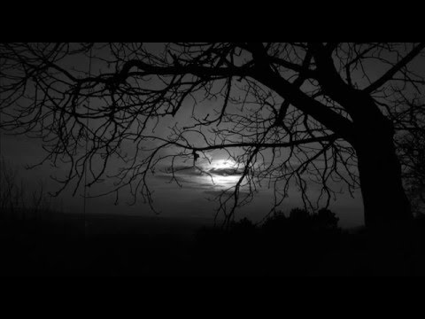 Morus Solo [NNJ x SF] - Drzewo