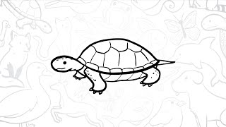 🐢 How to Draw a Simple Turtle | Step-by-Step Lesson 🌿