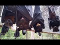 Australian rescued Bats | Rehab | Bat Megabat (Flying-fox) (Fruit bat) in care 💕🦇