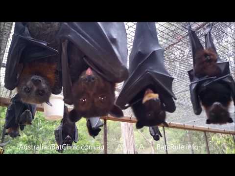 download lagu mp3 mp4 Megabat, download lagu Megabat gratis, unduh video klip Megabat
