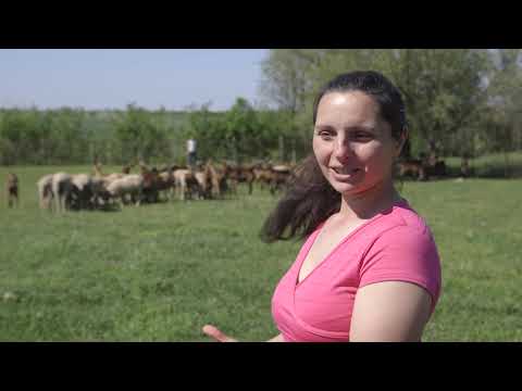 Farma KOZA i proizvodnja kozijih SIREVA u Novom Milosevu - U nasem ataru 901