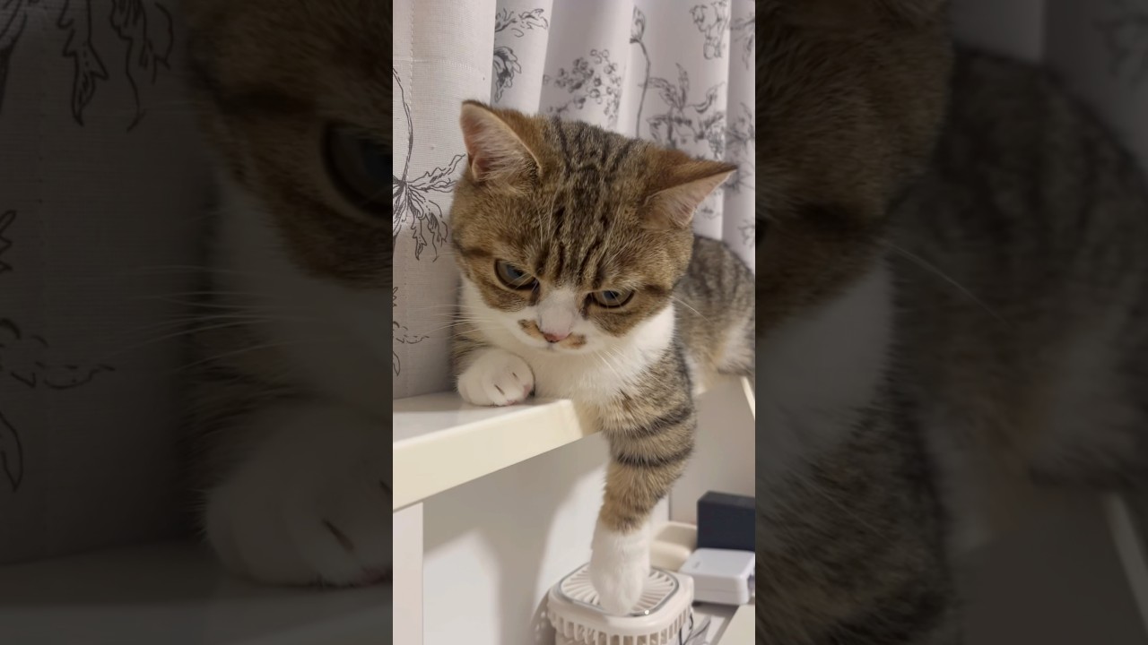 鬼滅の刃の茶々丸役にいかがですか？🐱 #cat #kitten #猫のいる暮らし #猫 #ねこ #子猫