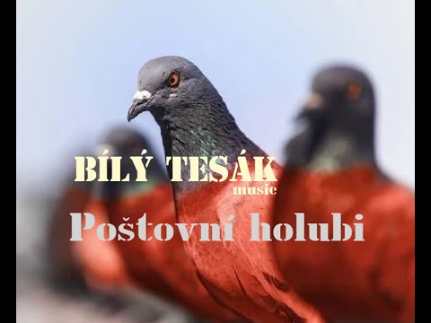 Bílý Tesák (White Fang) - BÍLÝ TESÁK -  Poštovní Holubi