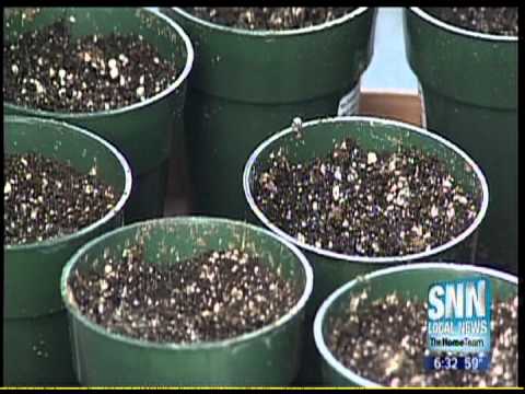 SNN: Medical Marijuana Advocates Busted for Growing Pot