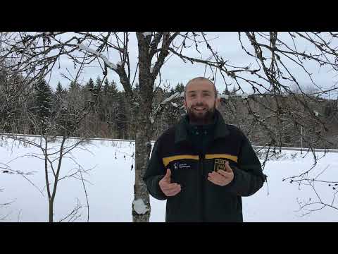 Baumartenpfad Leibertingen - VOGELBEERE