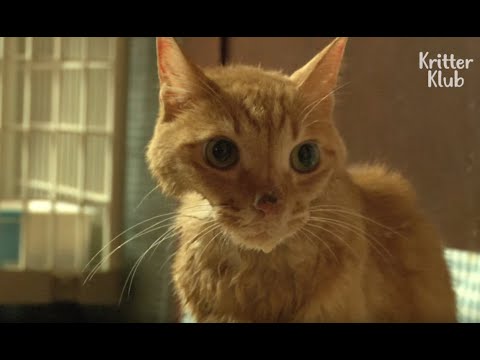 Cat With Depression Refuses To Eat (Part 1) | Animal in Crisis EP37