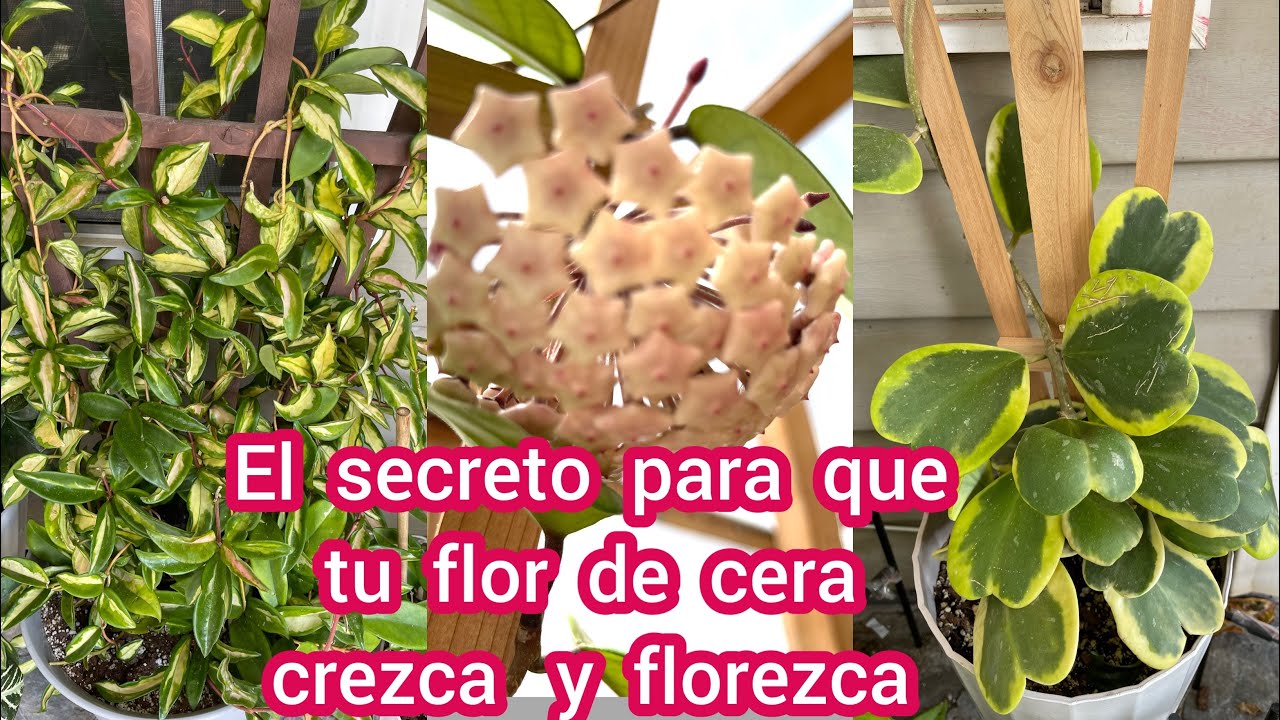 El secreto para que tu flor de cera o hoya carnosa, crezca y florezca