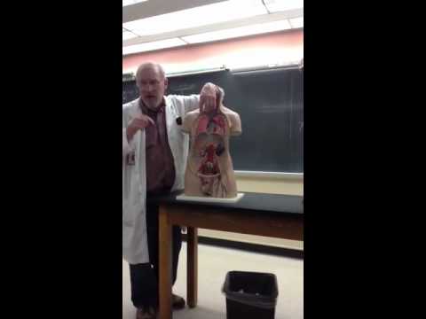 Blood vessels part 1