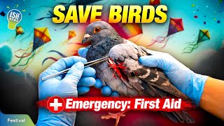After Kite Festivals: How to Help an Injured Bird