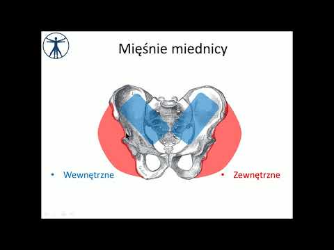 Jak zbudować mięśnie triceps Ćwiczenia na mięśnie klatki piersiowej i plecach