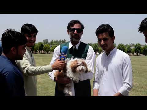 mardan university main dog show