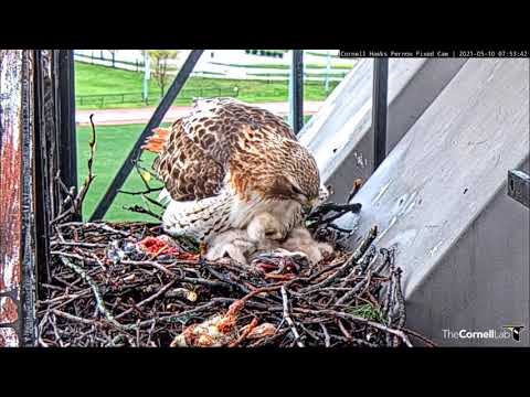 Cornell Red-Tailed Hawks 10.05.2021 07:52
