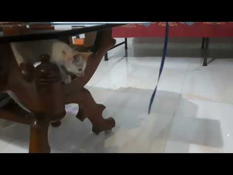 Funny Cat Video:  Strategy failed