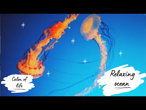 Soaring jellyfish, a beautiful 10 minute relaxation video and calm music for sleep, relaxation, medi