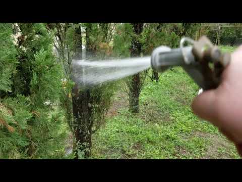 download lagu mp3 mp4 Green Spots On Tree Bark, download lagu Green Spots On Tree Bark gratis, unduh video klip Green Spots On Tree Bark