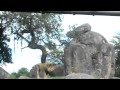 Lion At Disney S Animal Kingdom