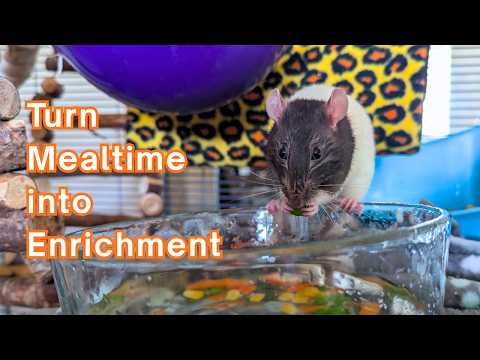 Your Rats Could be Bored at Mealtime... Let's Fix That!