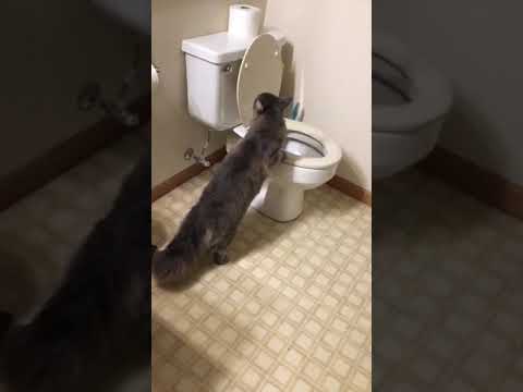 Cat Obsessed with Toilet