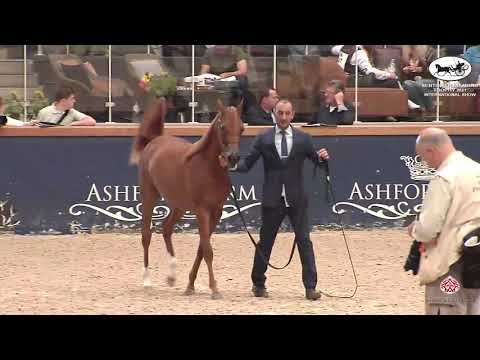 N 42 LULU AL DAWLA   Sentower Diamond Trophy 2021   International Show   Yearling Fillies Class 1