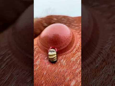 WarbleFlyCam Vlog : Tiny Camera on Cattle Warble – Hypoderma Larva Migration