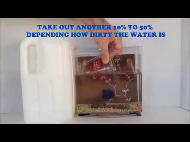 HOW TO CLEAN A BETTA FISH TANK