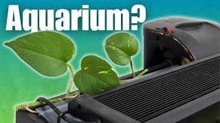 I Put Pothos Clippings in My Aquarium... Here's What Happened!