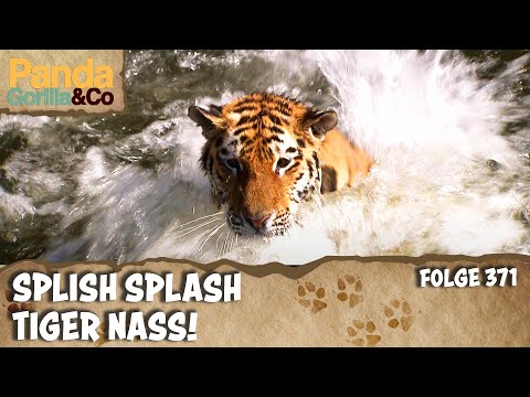 Planschen mit den Tigern im Zoo | Panda, Gorilla & Co.