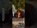 Jagame Thanthiram Proposal Scene