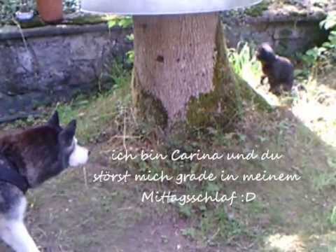Husky Carina und Katze Tau Tau    " Der gestörte Mittagsschlaf "