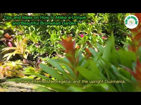 Tips & Ideas to Make a Beautiful Bromeliad Garden | Gardening & Build Designs