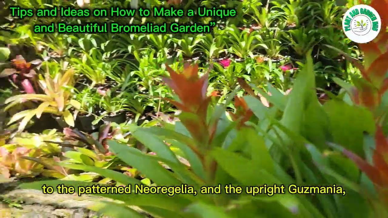 Tips & Ideas to Make a Beautiful Bromeliad Garden | Gardening & Build Designs