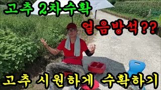 고추농사 고추수확할때 얼음농작물수확기라는 농기계로 시원하게 고추를 수확해봤어요