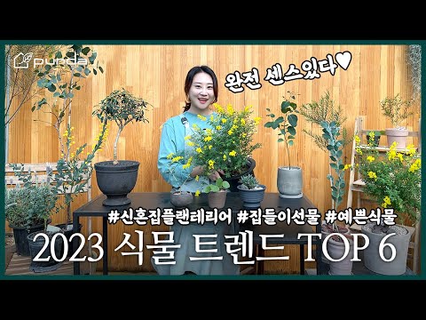 💚신혼집들이 센스있는 선물 하고 싶다면?!🤔 플랜테리어하기 좋은 2023 식물 트렌드 예쁜식물 TOP 6 추천!✨ 💚신혼집들이 센스있는 선물 하고 싶다면?!🤔 플랜테리어하기 좋은 2023 식물 트렌드 예쁜식물 TOP 6 추천!✨