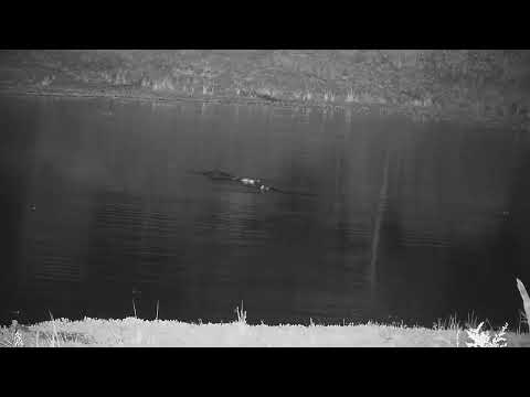 Djuma: Two Hippos in the dam - 03:11 - 03/20/2022