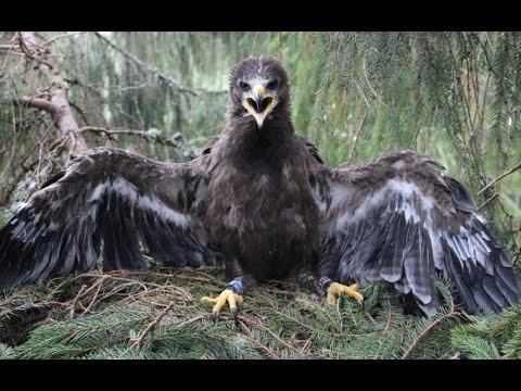 Denník orlice Aničky