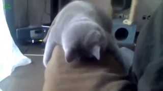 Mutual Benefit - Auburn Epitaphs