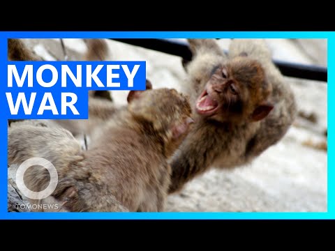 Gangues rivais de macacos brigam por bananas - TomNews