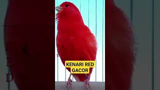 Download lagu KENARI Gacor RED INTENSIVE #kenari #kenarimania #kenarigacor #kenariindonesia #kenarimaniaindonesia mp3