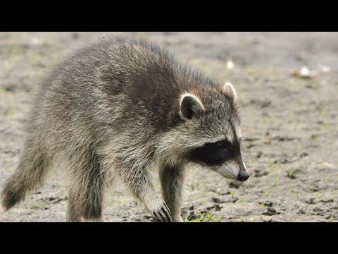 Raccoon - new citizen at the lake -Waschbär ganz nah...