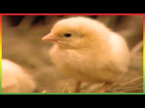 🐵 Zoboomafoo 135 | Who's in the Egg? | Animal shows for kids | Full Episode 🐵