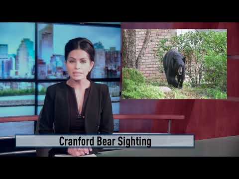 Cranford Bear Sighting