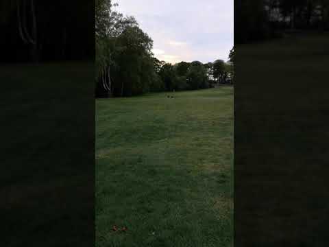 Cheshire Dog Services Ltd video.